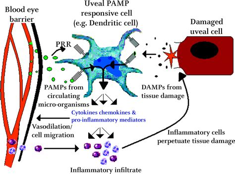 damps vs pamps|damps and pamps meaning.